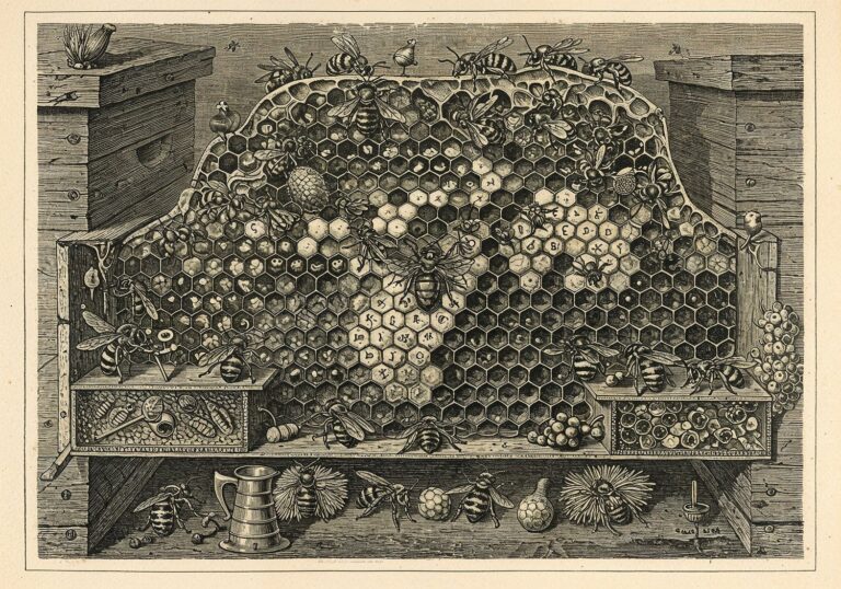 Fascynujące życie społeczne pszczół – biologia i hierarchia ula